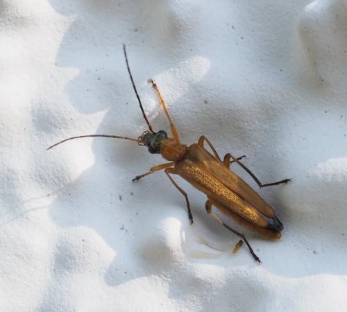 Oedemera podagrariae